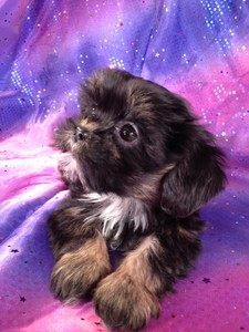 Female Lhasa Bichon #1|Many Teddy bear Breeders in Florida sell teddy bears for over $1000|With shipping to Florida included, we charge less 3